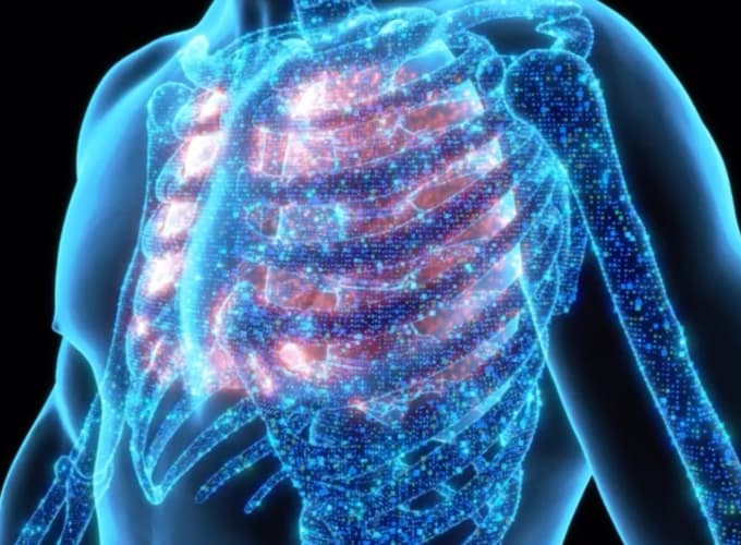 Illustrazione digitale del torace umano con gabbia toracica e polmoni evidenziati